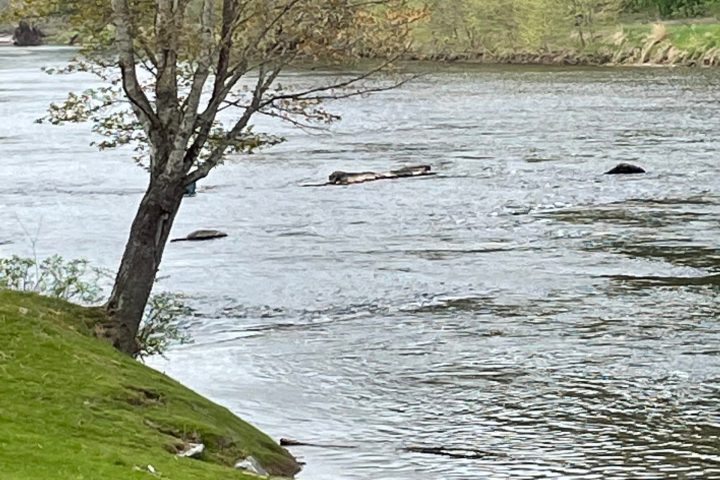 a tree next to a body of water